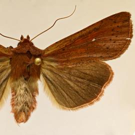  Mythimna amblycasis , adult female
